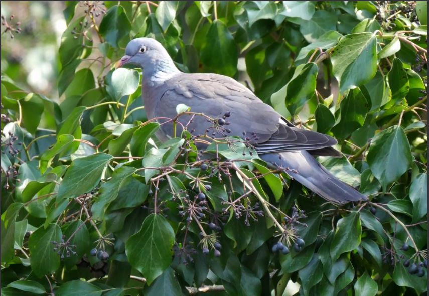 Wood Pigeon on Ivy